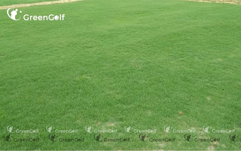 thi công sân thể thao cỏ thật